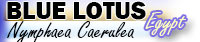 Buy blue lotus in Toronto, Ontario, Canada