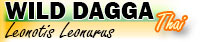 Buy Wild Dagga in Toronto, Ontario, Canada