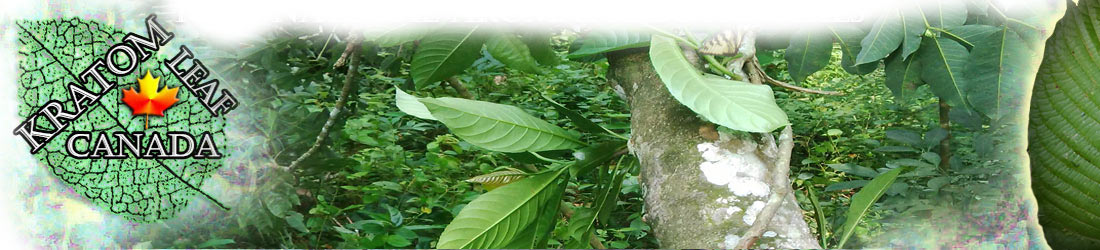 Buy Kava Kava in Canada, buy kratom in Ontario